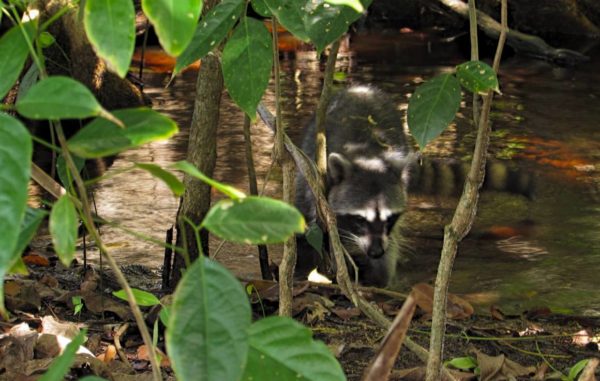 Gu A De Viaje A Costa Rica En D As Actualizado En