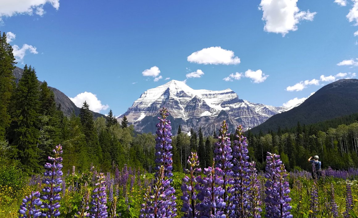 Jardin con flores y montaña de fondo en las Rocosas de Canadá