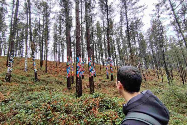 Bosque de Oma: el bosque pintado más mágico del País Vasco